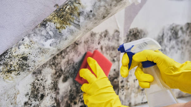 Mold Remediation for Rental Properties in Greenland, AR